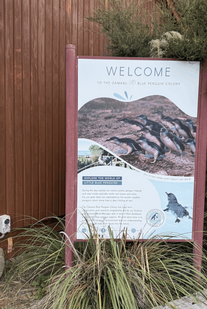 Oamaru blue penguin colony review